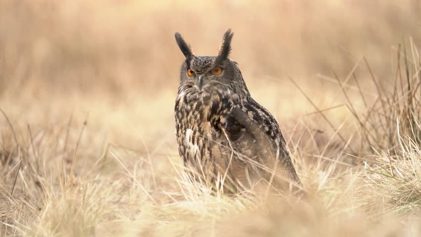 Eurasian eagle owl is sitting in tall golden grass in a beautiful sunset light. Wild raptor in his natural habitat. Bubo bubo