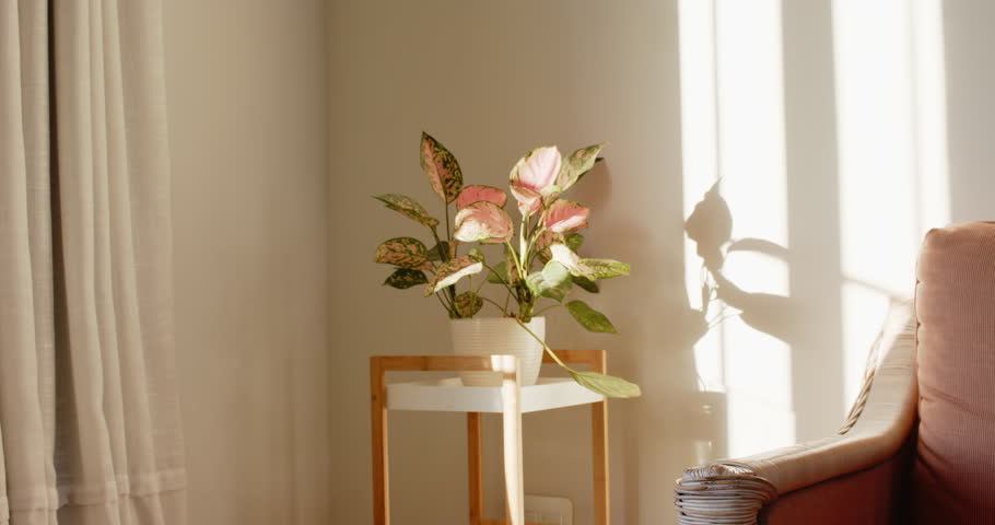 Sunlight streaming through window is casting shifting plant shadows on wall near sheer curtain. Botanical, decor, minimalist, natural, tranquil, interior, sunlight