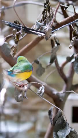 Bright Gouldian Finch with full vivid colors perched on a tree branch near a feeder. Captured in natural light with soft background blur. Perfect for tropical bird content.