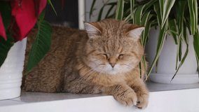 A beautiful domestic striped adult cat lies and sleeps on the windowsill by the window, next to a houseplant or a flower in a flower pot. Favorite pets. - Powered by Shutterstock - Get 15% off with code: PIKWIZARD15