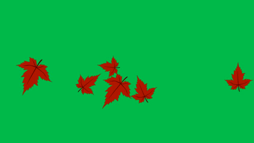 A seamless looping animation of red maple leaves gently falling against a solid green background. This footage is designed for easy compositing using chroma key and can be used as an overlay for autum
