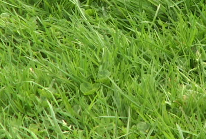 Green grass in clean environmental setting. 