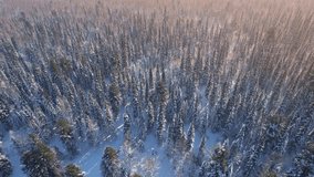 Aerial top view of Beautiful northern nature winter forest with sunlight, snow covered larch trees. - Powered by Shutterstock - Get 15% off with code: PIKWIZARD15