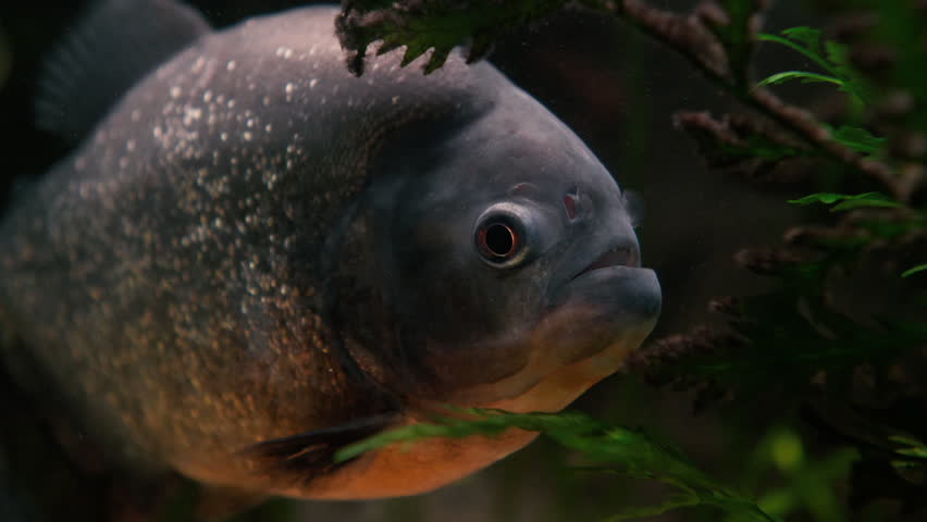 Red-Bellied Piranha Or Red Piranha. Pygocentrus Nattereri