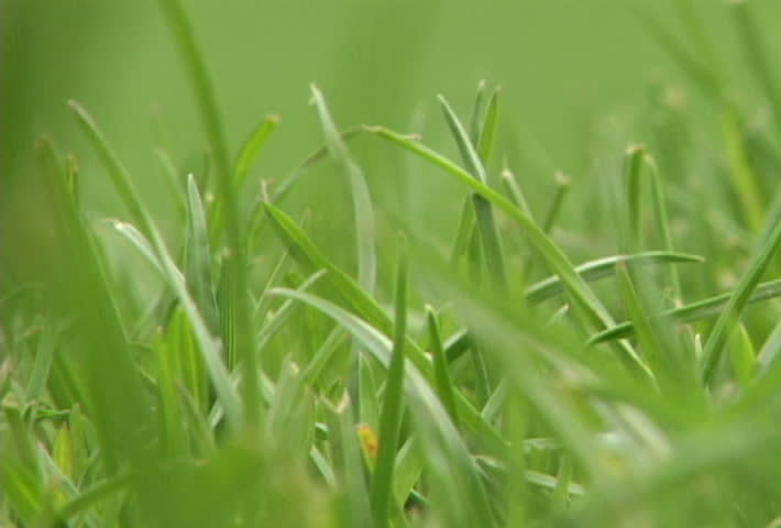 Green grass in clean environmental setting. 