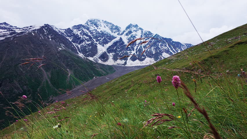 Picturesque real-time footage of alpine meadow with green grass and pink wildflowers in foreground, sloping upward toward towering snow-covered mountain peak at background