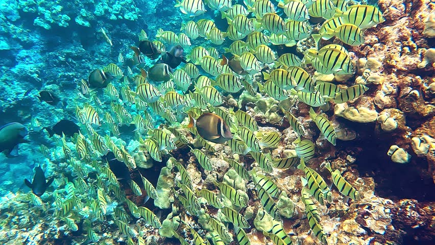 Tropical coral reefs, underwater life with colorful fishes in ocean