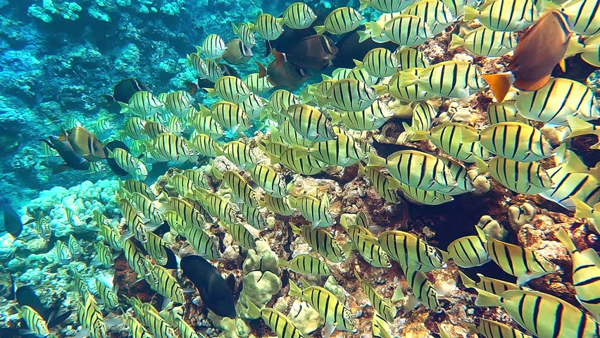 Tropical coral reefs, underwater life with colorful fishes in ocean