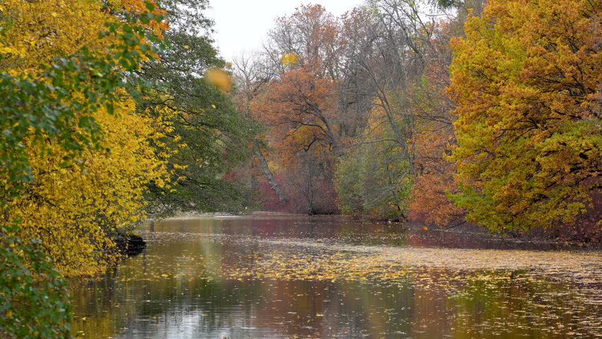 Leaves falling from trees into lake in park, autumn golden and late seasonal tones. Urban nature, natural cycle, peaceful scenery, foliage transition, traveling and touristic point, variegated foliage