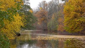 Leaves falling from trees into lake in park, autumn golden and late seasonal tones. Urban nature, natural cycle, peaceful scenery, foliage transition, traveling and touristic point, variegated foliage - Powered by Shutterstock - Get 15% off with code: PIKWIZARD15