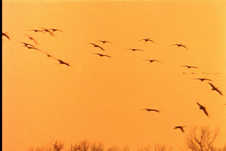 NEBRASKA - CIRCA JUNE 1996: Small flock of Sandhill cranes flying over river bed at dawn.