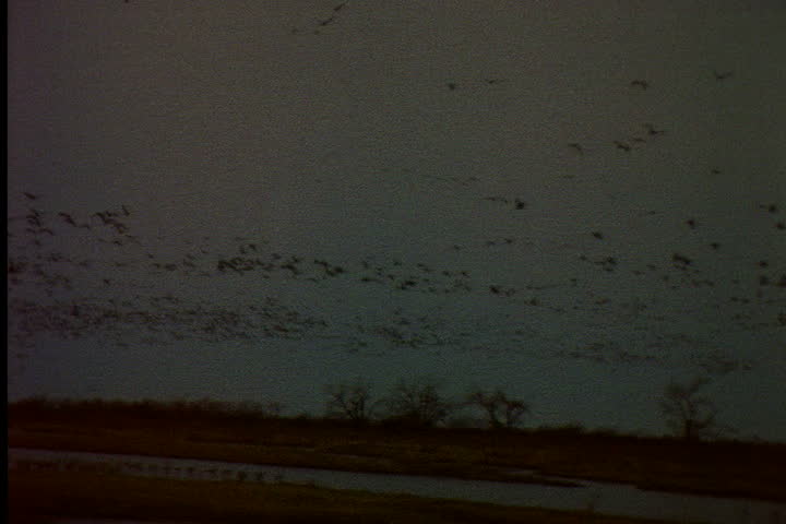 NEBRASKA - CIRCA JUNE 1996: Flock of Sandhill cranes take flight from river bed at dawn.