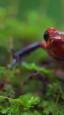 Blue jeans poison dart frog in forest