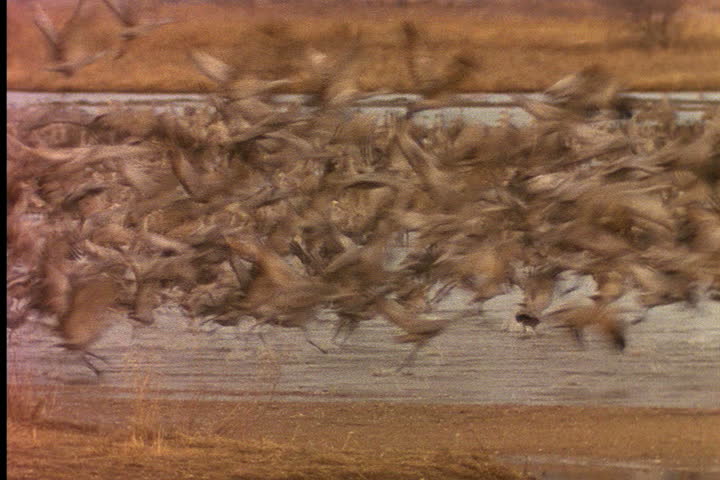NEBRASKA - CIRCA JUNE 1996: Flock of Sandhill cranes takes flight from river bed at dawn.