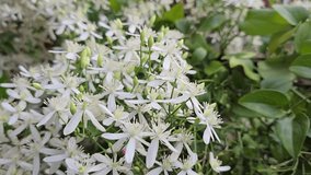 Clematis terniflora, commonly known as sweet autumn clematis, is a fast-growing, flowering vine known for its small white star-shaped blooms.  - Powered by Shutterstock - Get 15% off with code: PIKWIZARD15
