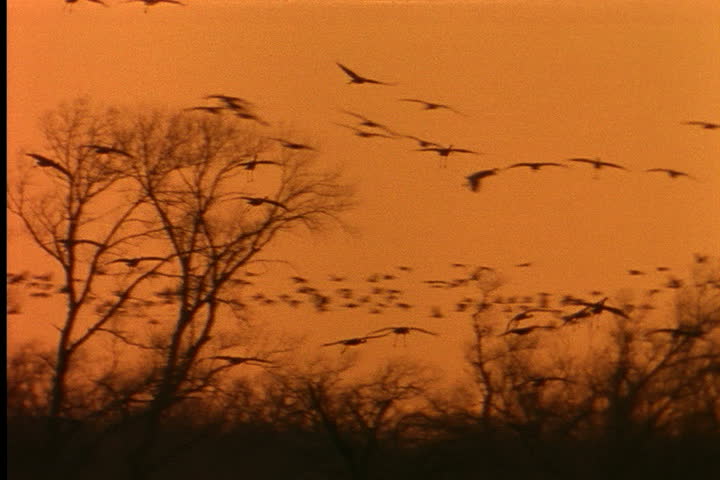 NEBRASKA - CIRCA JUNE 1996: Flock of Sandhill cranes in silhouette flying over river bed at dawn.