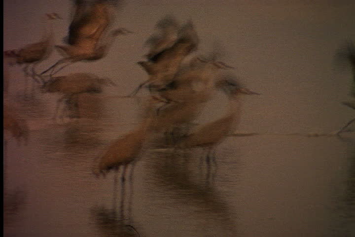 NEBRASKA - CIRCA JUNE 1996: Flock of sandhill cranes take flight from river bed at dawn.