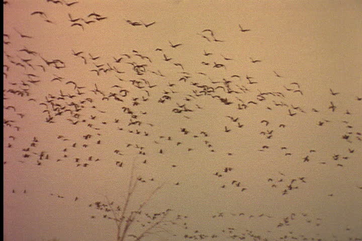 NEBRASKA - CIRCA JUNE 1996: Flock of Sandhill cranes flying across the sky at dawn.