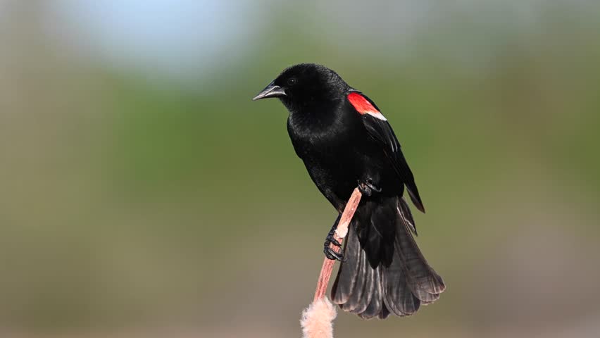 A closeup of a Red-winged blackbird perched on branch in sunny weather against blur background
