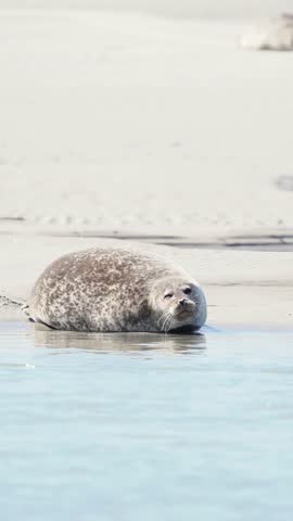 Harbor seals (Phoca vitulina) resting on a sandbank at low tide along the coastline.