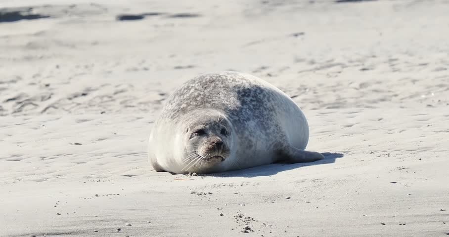 Harbor seals (Phoca vitulina) resting on a sandbank at low tide along the coastline.