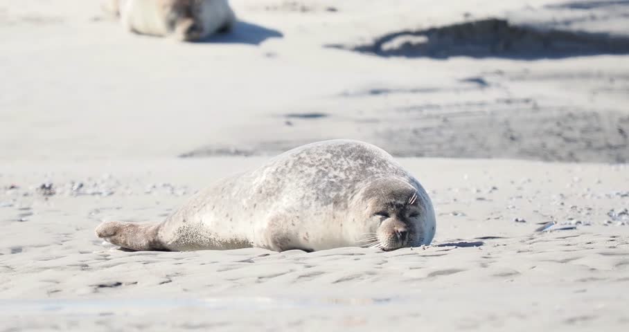 Harbor seals (Phoca vitulina) resting on a sandbank at low tide along the coastline.