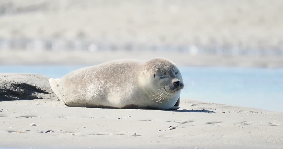 Harbor seals (Phoca vitulina) resting on a sandbank at low tide along the coastline.