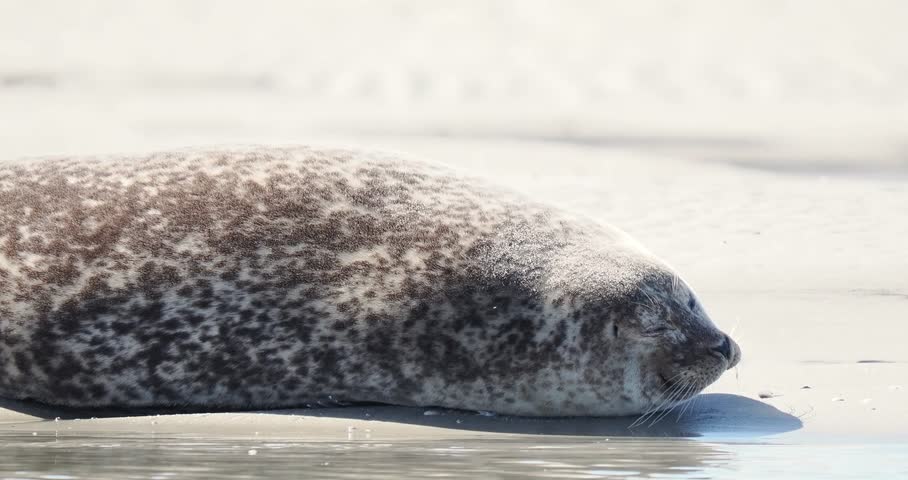 Harbor seals (Phoca vitulina) resting on a sandbank at low tide along the coastline.