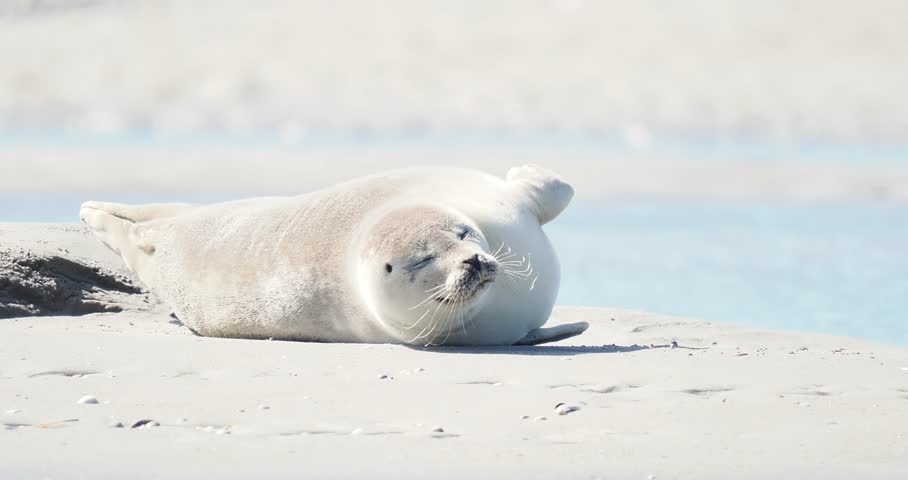 Harbor seals (Phoca vitulina) resting on a sandbank at low tide along the coastline.