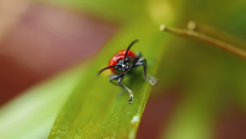 Red soldier beetle on green leaf macro close up slow motion stock footage