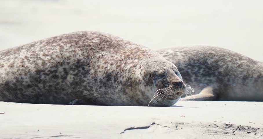 Harbor seals (Phoca vitulina) resting on a sandbank at low tide along the coastline.
