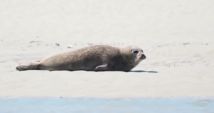 Harbor seals (Phoca vitulina) resting on a sandbank at low tide along the coastline.