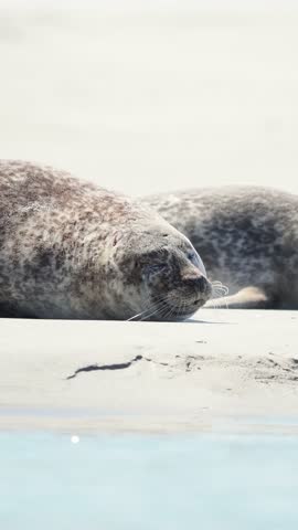 Harbor seals (Phoca vitulina) resting on a sandbank at low tide along the coastline.