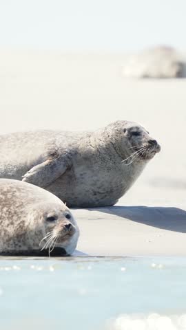 Harbor seals (Phoca vitulina) resting on a sandbank at low tide along the coastline.