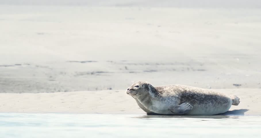Harbor seals (Phoca vitulina) resting on a sandbank at low tide along the coastline.