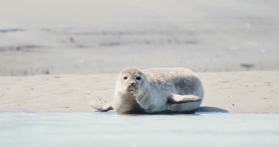 Harbor seals (Phoca vitulina) resting on a sandbank at low tide along the coastline.