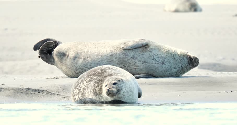 Harbor seals (Phoca vitulina) resting on a sandbank at low tide along the coastline.