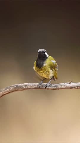 close-up portrait of a Black-throated Honeyeater dancing with its wings flapping