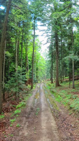 A walk in a humid forest after a rain. High trees, a muddy road, puddles, and plants