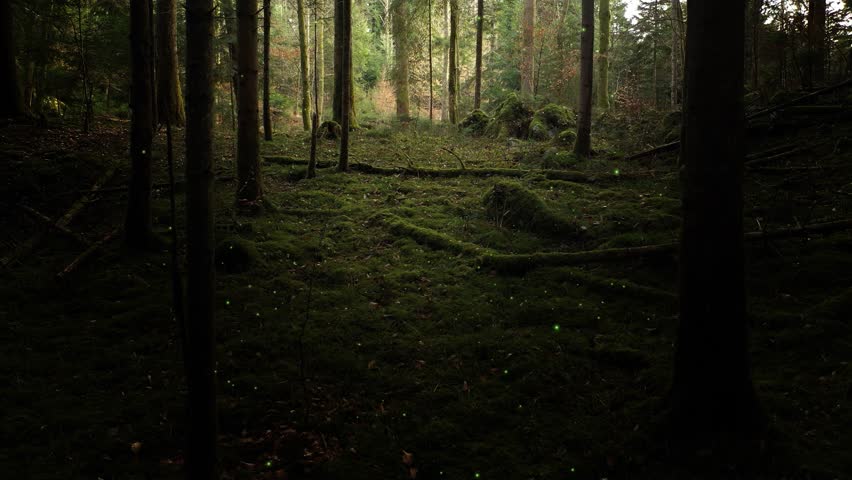 Fairy tale green dark mossy woodland with flicker fireflies.	

