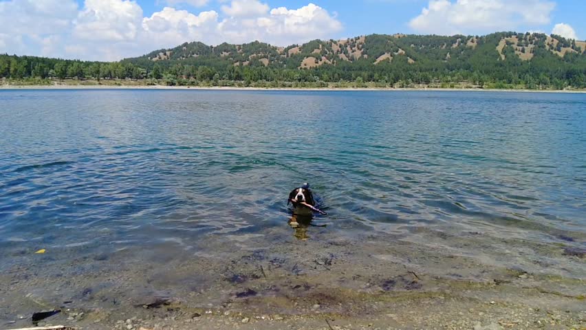 An Entlebucher Mountain Dog emerges from a lake after swimming on a hot summer day.