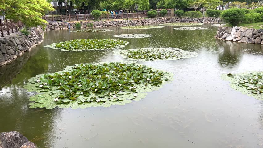Daereungwon, a Silla dynasty tomb, Gyeongju, South Korea, ancient tombs and colorful flowers in a rainy day