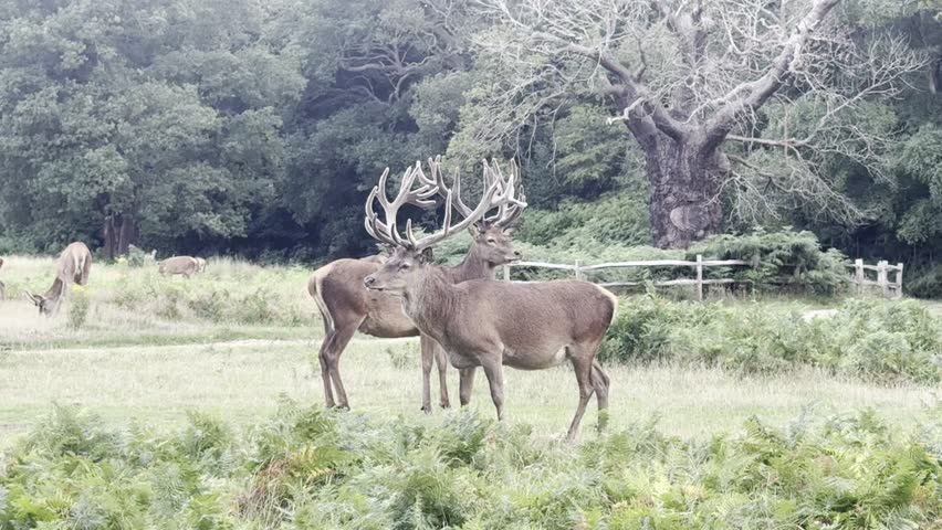 Majestic Deer in park with antlers