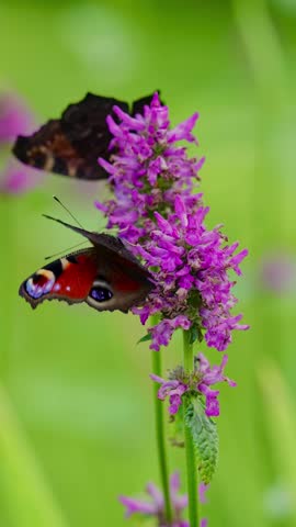 beautiful peacock butterfly sips nectar from vibrant flower in green garden. animal insect closeup