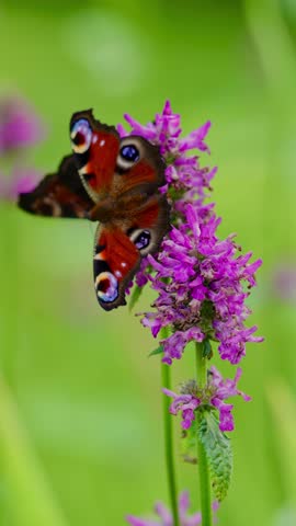 beautiful peacock butterfly sips nectar from vibrant flower in green garden. animal insect closeup