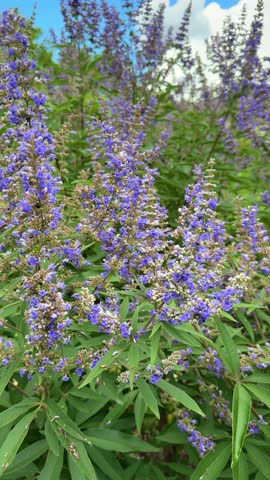 Blooming blue monk’s pepper with bees and insects in a natural herbal garden, vertical video