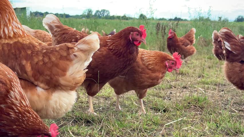 Many brown free-range chickens pecking grass in a rural farm environment
