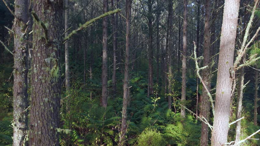 Aerial reveal shot of pine trees and ferns in New Zealand forest