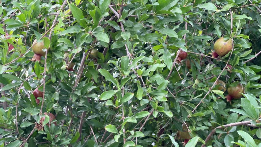 A close-up view of several unripe pomegranates hanging from the branches of a vibrant green tree, showcasing the natural beauty of fruit cultivation in an outdoor environment.
