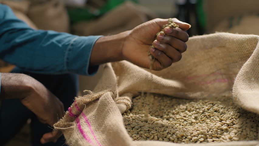 Unknown close up skilled African American man male guy coffee worker hand palm inspects raw beans checking texture aroma burlap sack quality control natural green grains production origin inspection
